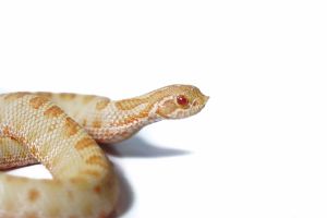 Heterodon nasicus, anaconda albinos